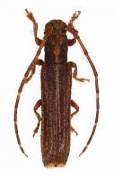 Epectasis juncea  (Newman, 1840)
