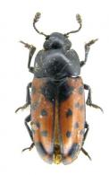 Pselaphacus signatus   (Guerin,1841)