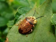 Pentatomidae Gen sp.
