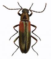 Stenochiinae Gen sp64