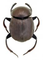 Deltochilum (Deltohyboma) guyanense  Paulian, 1933