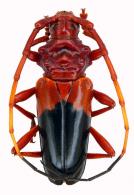 Chydarteres bicolor  (Voet, 1778)