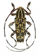 Colobothea carneola  Bates, 1865