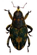 Macrocopturus  balyi (Heller, 1895)