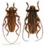 Nyssodrysternum ptericoptum  (Bates, 1864)   ♂ & ♀