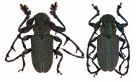 Hoplistocerus prominulosus  Lane, 1950  ♂ & ♀