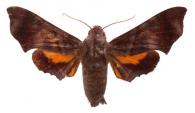 Eupyrrhoglossum sagra  (Poey, 1932)