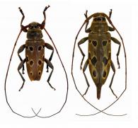 Nyssodrysternum caudatum   (Bates, 1864)  ♂ & ♀