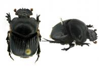 Coprophanaeus (Coprophanaeus) parvulus   Olsoufieff, 1924 ♂ & ♀