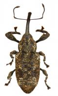 Heilipodus meleagris  Rheinheimer, 2012