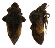 Membracidae Gen sp85
