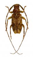 Acanthocinini Gen sp G192