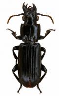 Morion simplex Dejean, 1826