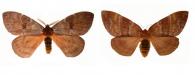 Dirphia lemoulti Bouvier, 1930 ♂ & ♀