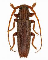 Ataxia linearis (Bates 1866)