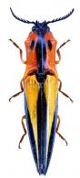 Semiotus angulatus (Drury, 1782)