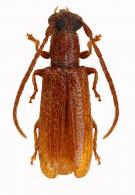 Anobrium punctatum ?  Galileo & Martins, 2002