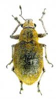 Litostylus diadema  (Fabricius 1787)