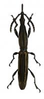 Brentinae Gen sp14