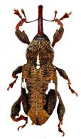 Angulatopus palpebra  Rheinheimer, 2016