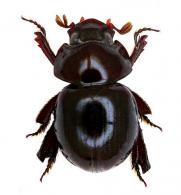 Germarostes (Haroldostes)  sp1