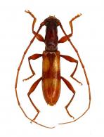Neoibidionini Gen sp G69