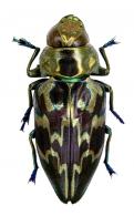 Actenodes signatus (Gory & Laporte, 1837)