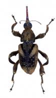 Cylindrocorynus v-nigrum Rheinheimer 2020