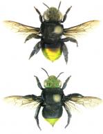 Eufriesea pulchra Smith,1854 ♂ & ♀
