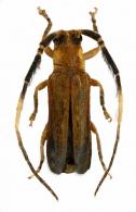Egalicia testacea  (Bates, 1866)
