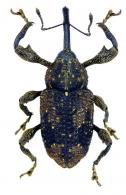 Molytinae Gen sp20