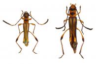 Rhinotragini Gen sp G117  ♂ & ♀
