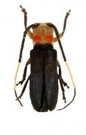 Sybaguasu thoracicum  (Olivier, 1800) 