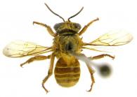Melipona sp1