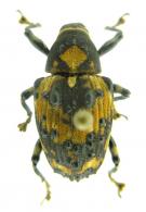 Cratosomus reidi (Kirby, 1819)