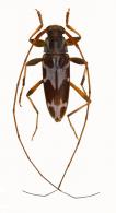 Acanthocinini Gen sp G376