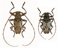 Oreodera aestiva Neouze & Tavakilian, 2010   ♂ & ♀