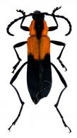 Eriphus dimidiatus  White, 1855