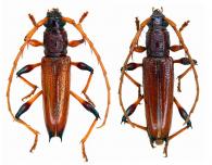 Stizocera plicicollis  (Germar,1824)   ♂ & ♀