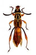 Carenoptomerus guyanensis  Penaherrera-Leiva & Tavakilian, 2003