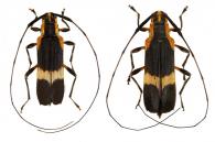 Carterica mucronata  (Olivier, 1795) ♂ & ♀
