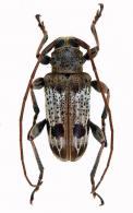 Cotycicuiara guiana Galileo & Martins 2012