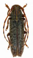 Ataxia obscura (Fabricius, 1801)