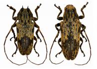 Hesychotypa crocea  Dillon & Dillon, 1945  ♂ & ♀