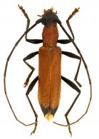 Elaphidiini ? Gen sp G519