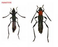 Phygopoides pradosiae Penaherrera-Leiva & Tavakilian 2003 ♂ & ♀ PARATYPE ♂