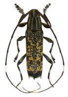 Colobothea eximia  Aurivillius, 1902