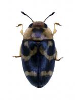 Mycotretus lacertosus  Lacordaire,  1842 