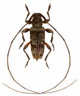 Ozineus elongatus  Bates, 1863