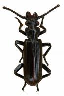 Ozaena sp1